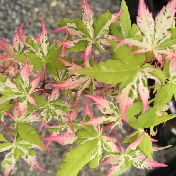 Acer palmatum 'Rokugatsu en nishiki' Japanese Maple