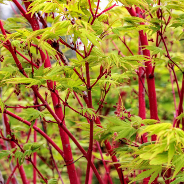 Japanese Maple Sango Kaku