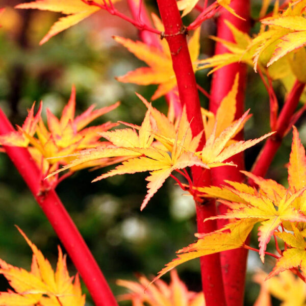 sango kaku growth rate