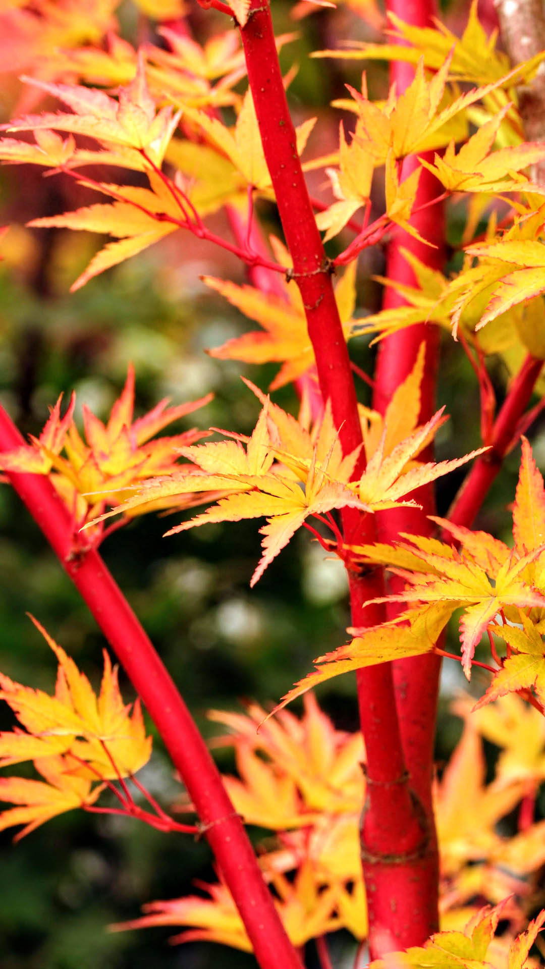 Buy Acer palmatum 