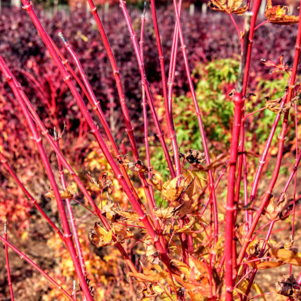 acer palmatum sango kaku size