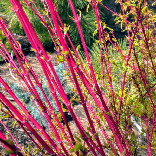 coral bark japanese maple tree