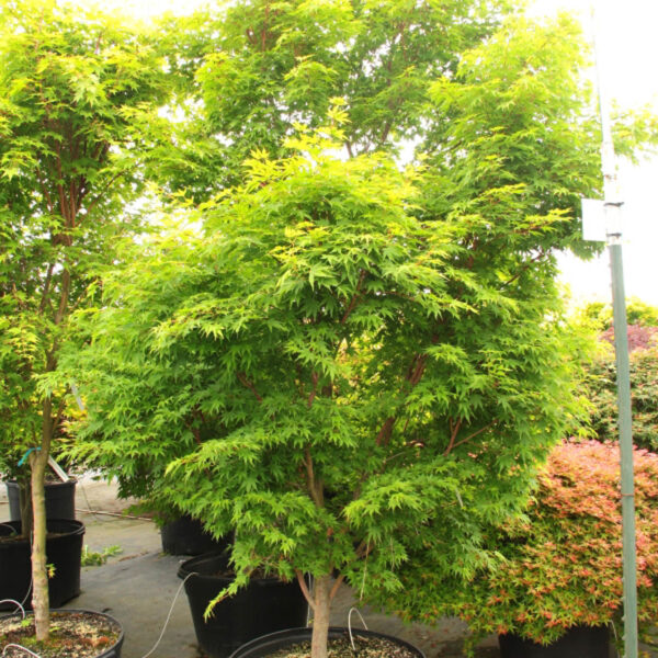 green sangu kaku