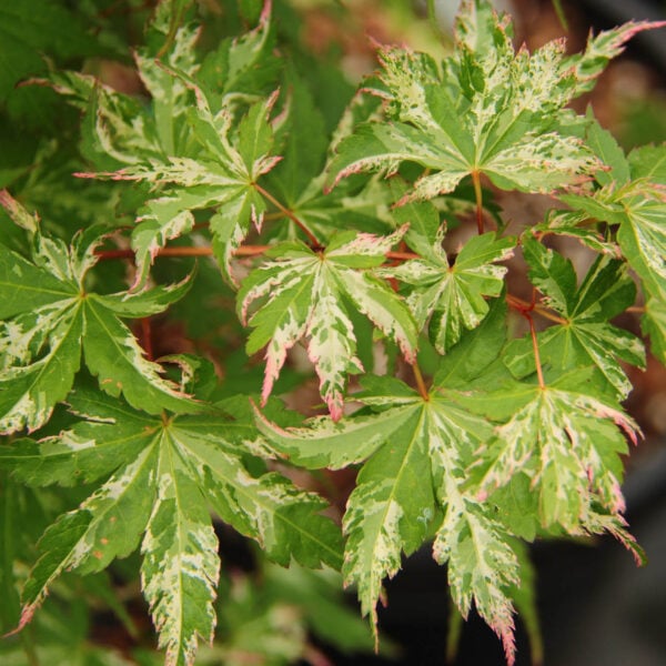 Acer palmatum 'Shigarami nishiki' Japanese Maple