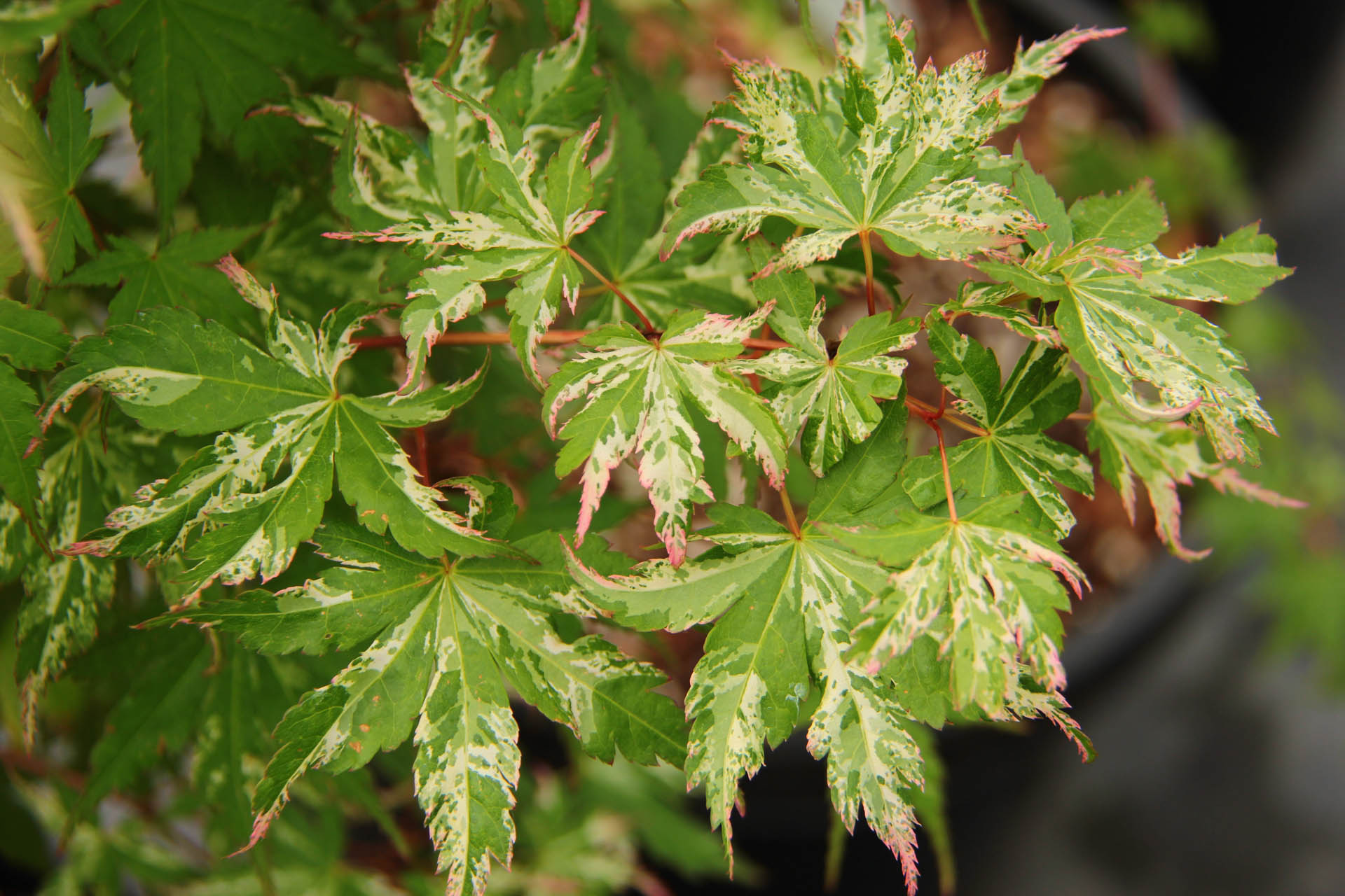 Shigarami nishiki Japanese Maple