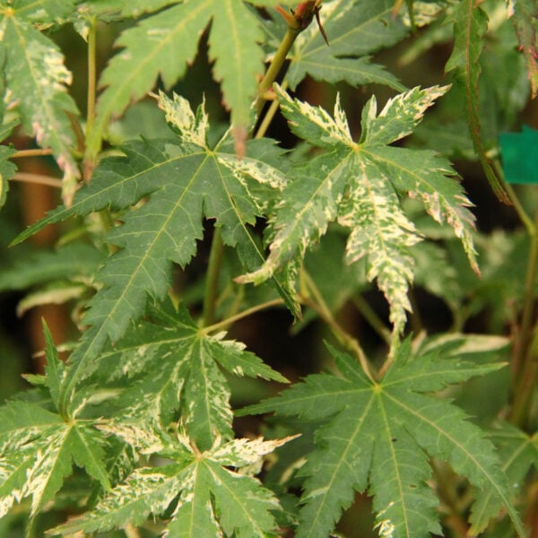 Acer palmatum 'Uzen nishiki'