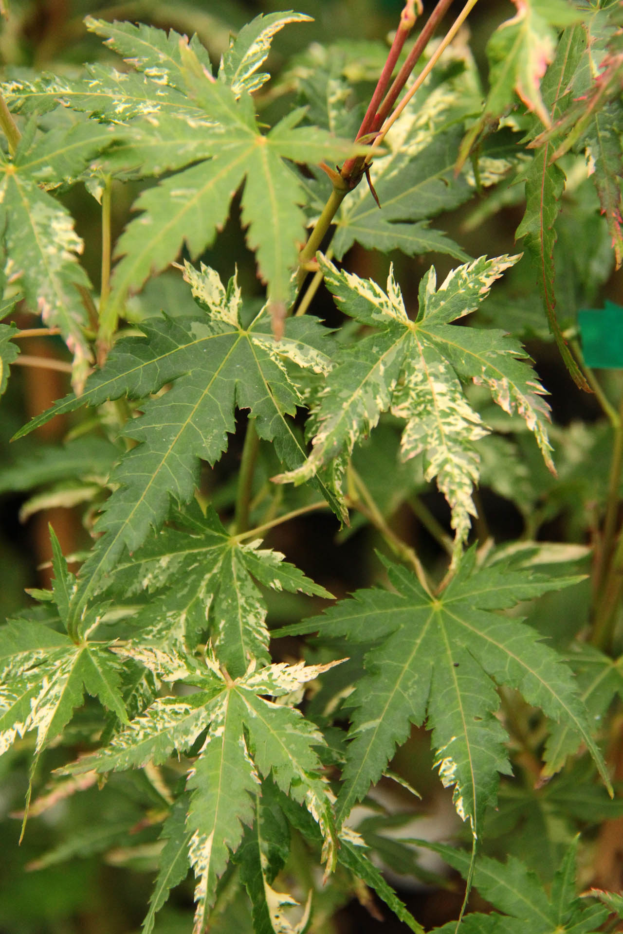 Acer palmatum 'Uzen nishiki'