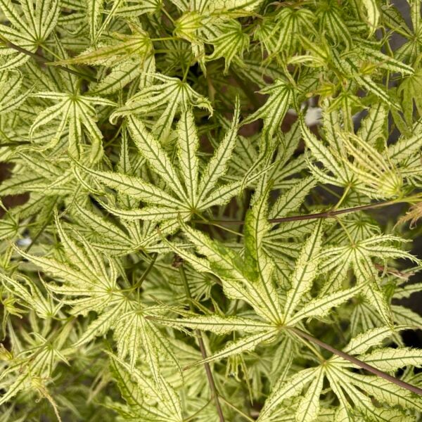Acer palmatum 'White Peaches' Japanese Maple