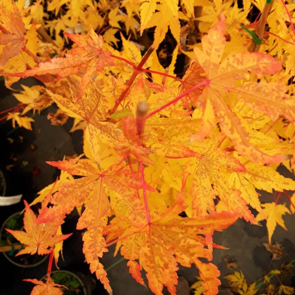 Acer palmatum 'Wildfire' Japanese Maple