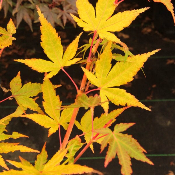 Acer palmatum 'Wildfire' Japanese Maple