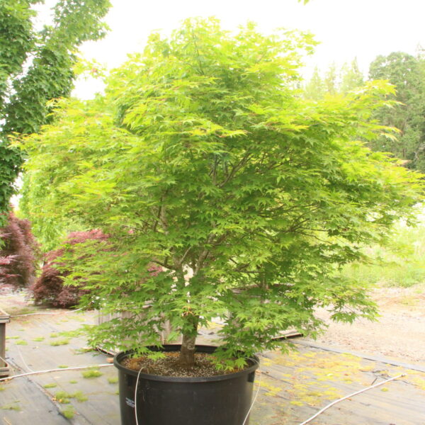 Acer palmatum 'Wintergold' Specimen 1950