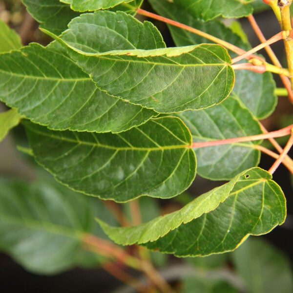 Acer pectinatum ssp. forrestii 'Alice' Stripebark Maple