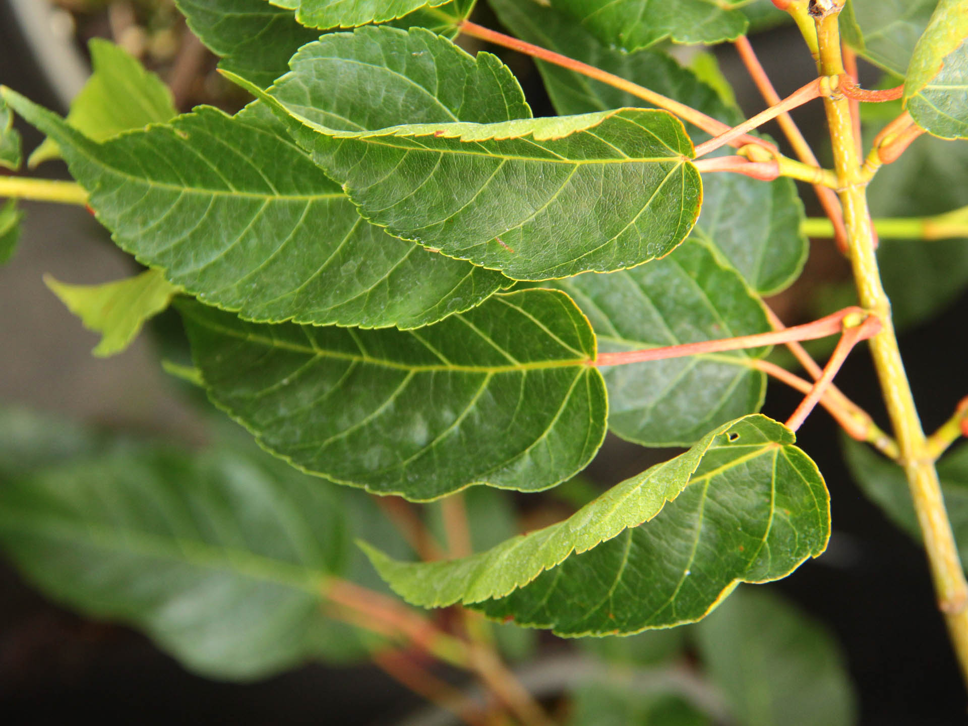 Alice Snakebark Maple