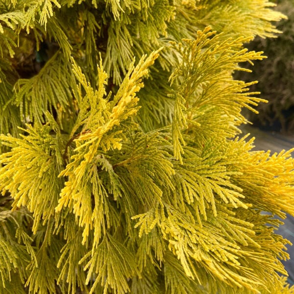 Calocedrus decurrens 'Berrima Gold'