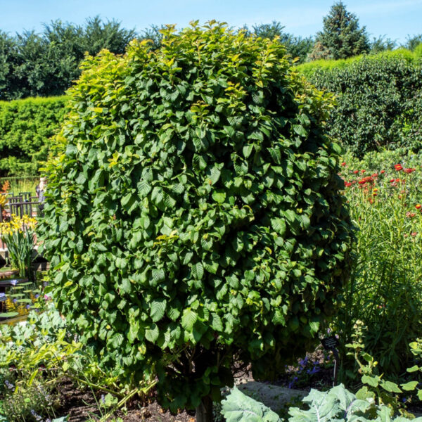 Carpinus betulus 'Columnaris Nana'
