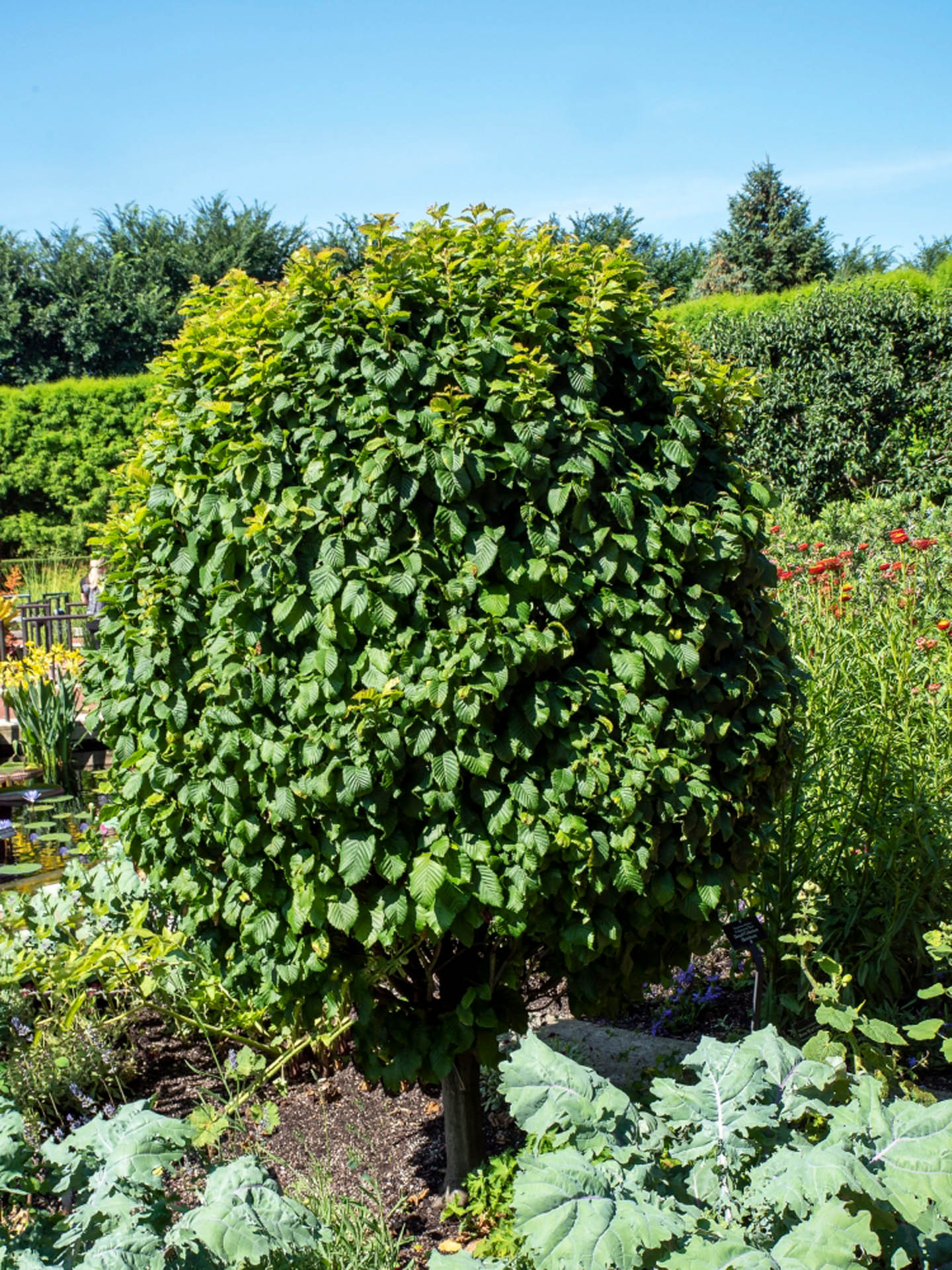 Carpinus betulus 'Columnaris Nana'