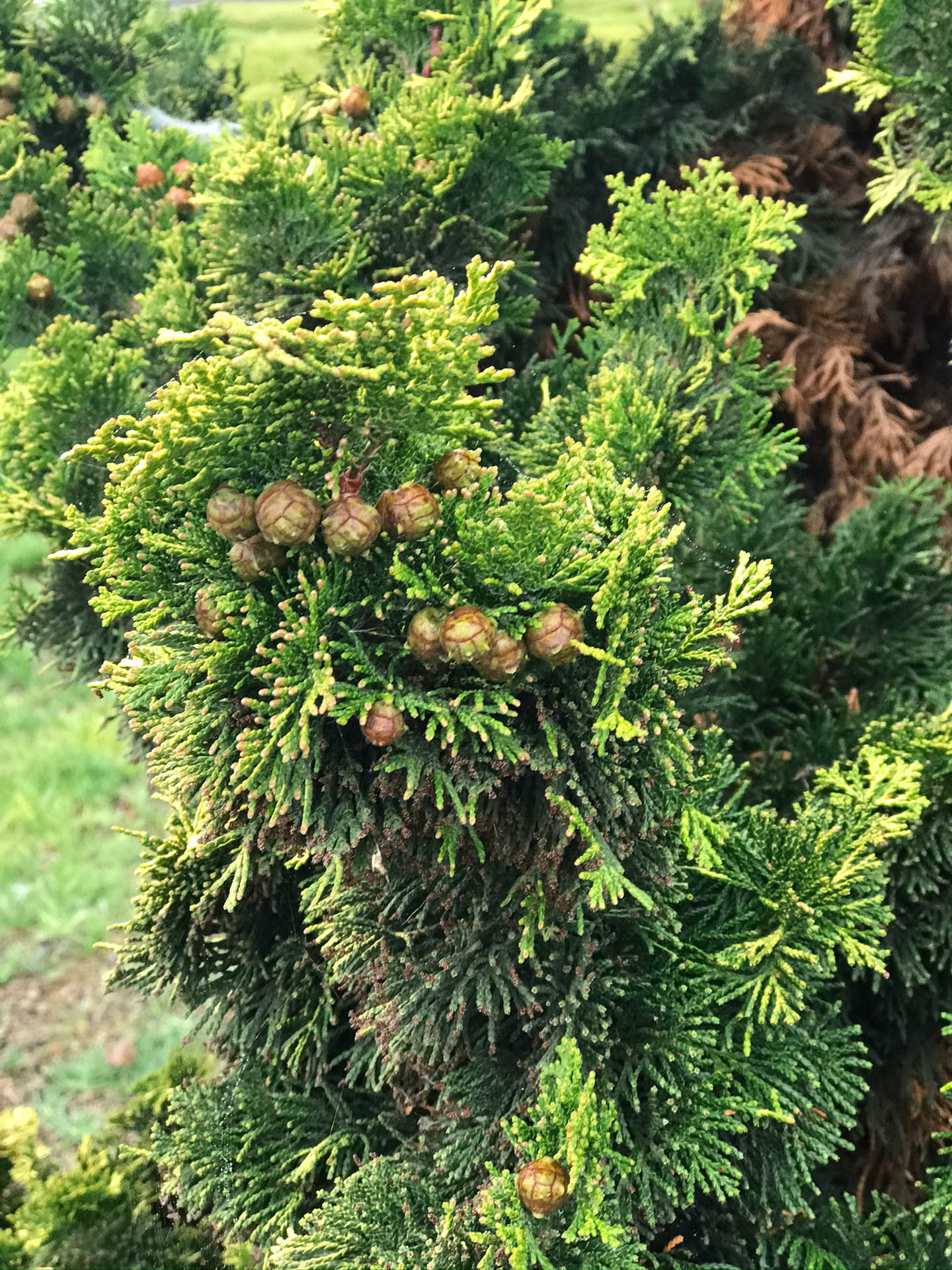 chamaecyparis obtusa kosteri