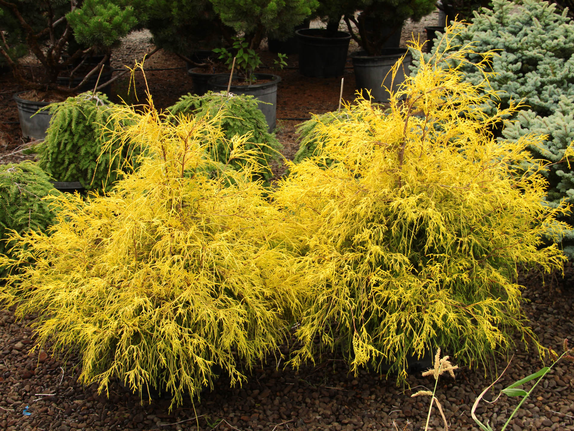 Buy Chamaecyparis pisifera 'Golden Mop'Sawara False Cypress | Conifer ... Gold Mop Cypress