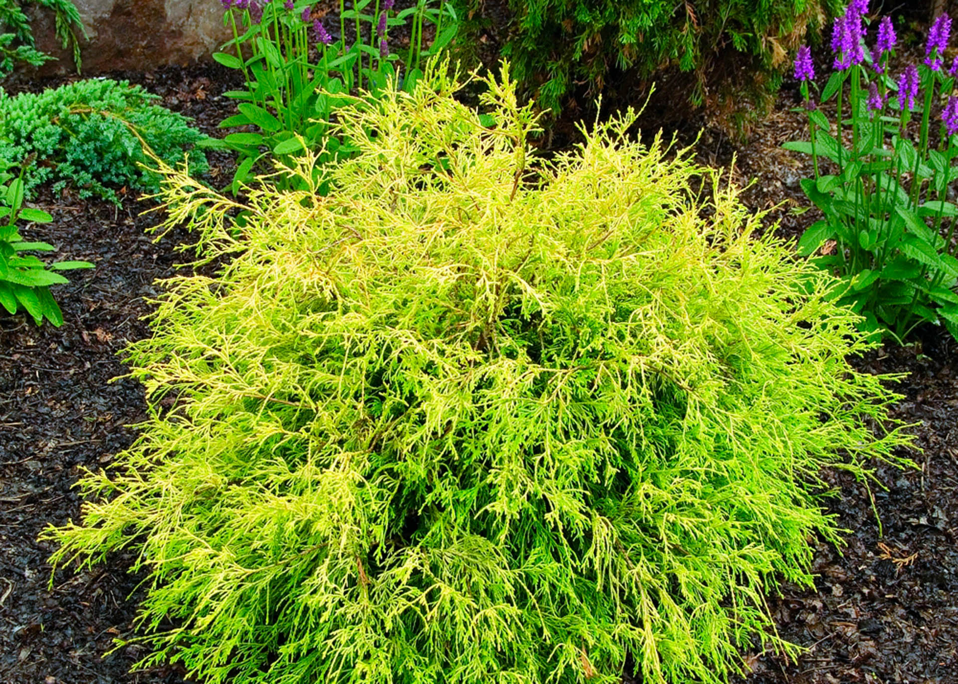 Gold Mop False Cypress