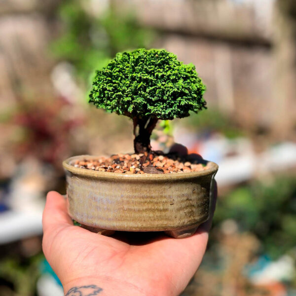 Chamaecyparis pisifera 'Tsukumo' Pygmy Sawara False Cypress