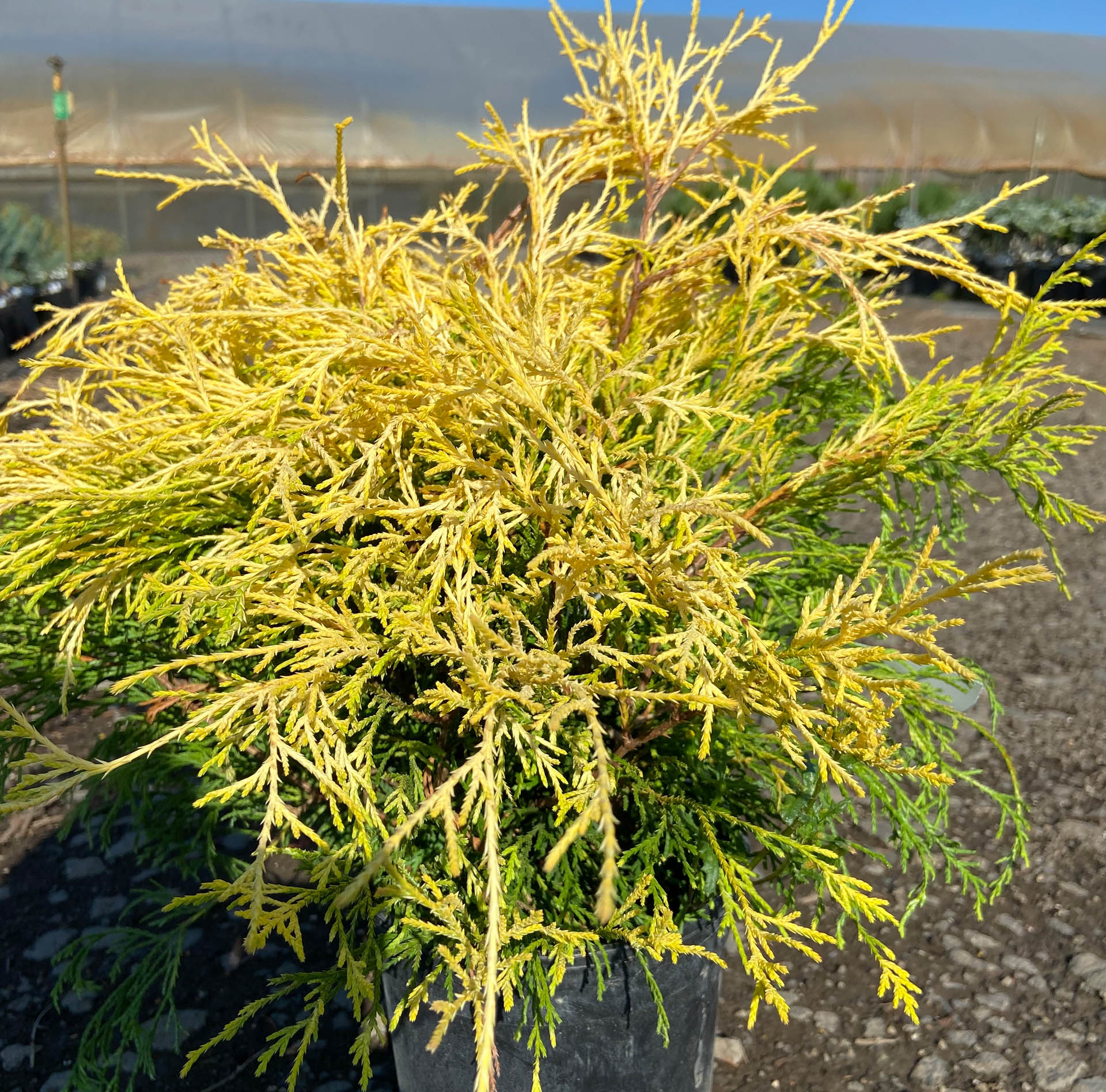 Gold Mop False Cypress