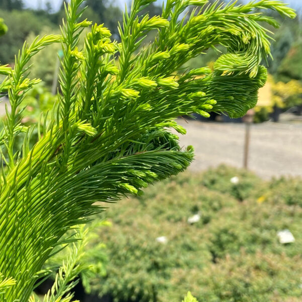 Green dwarf cryptomeria japonica