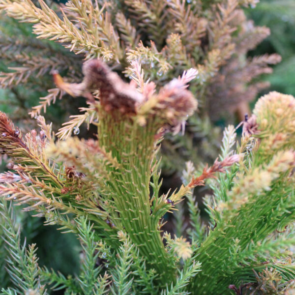 cristata japanese cedar in winters