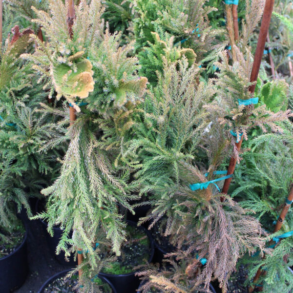 cryptomeria japonica winter color