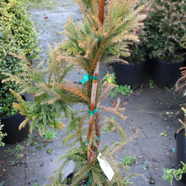 cristata japanese cedar