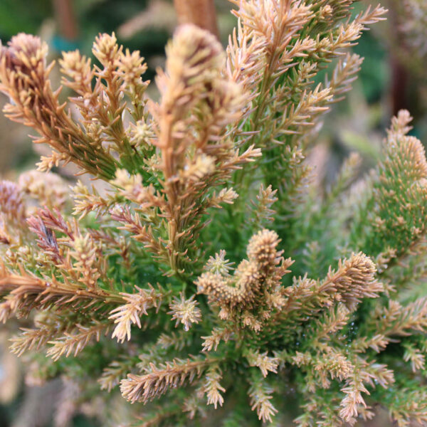 cryptomeria growth rate in winters