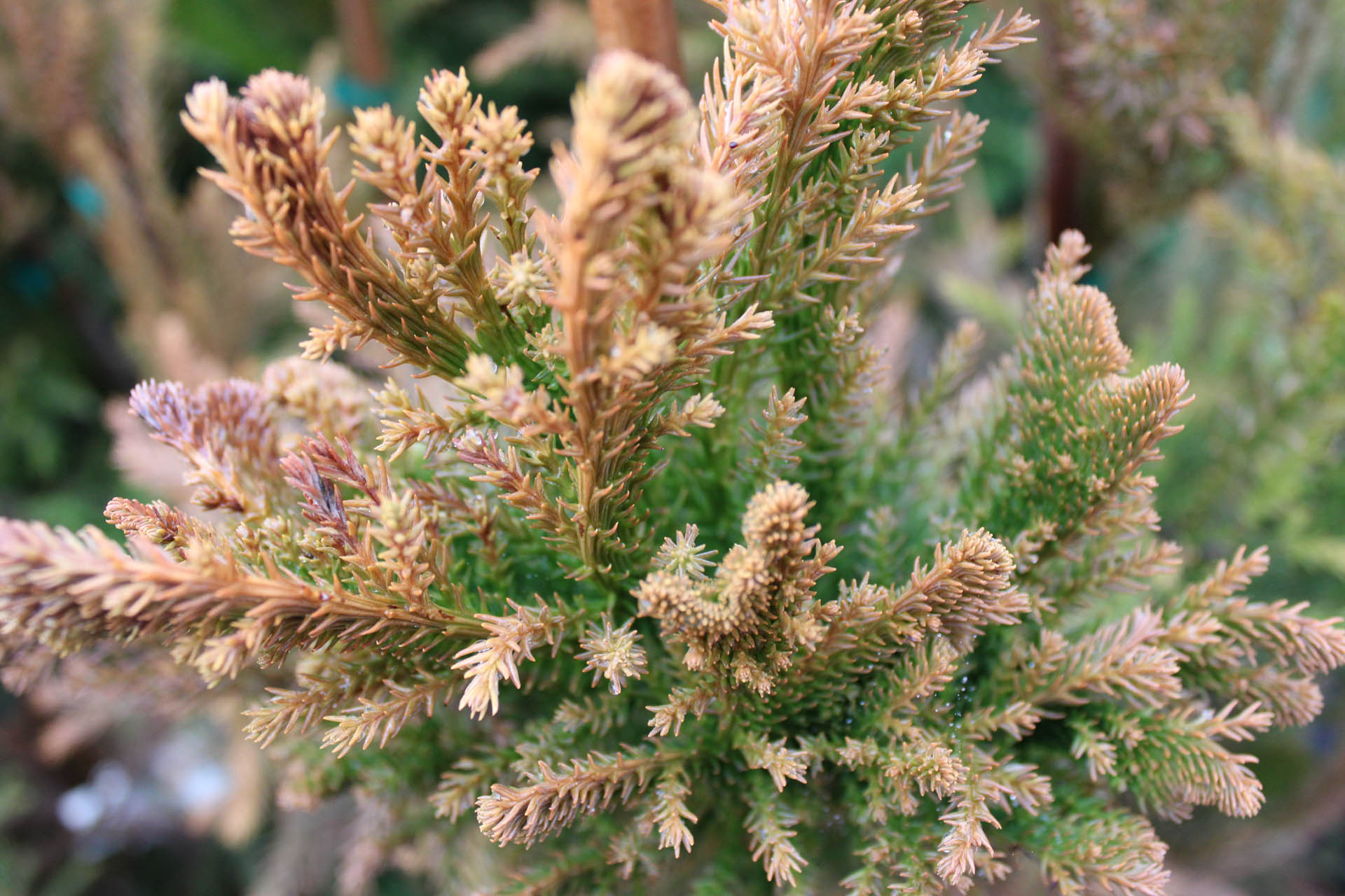 cryptomeria growth rate in winters