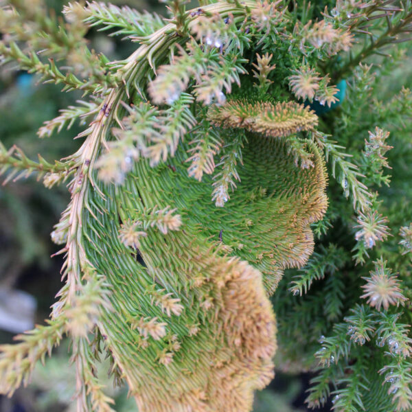 Japanese Cedar cristata
