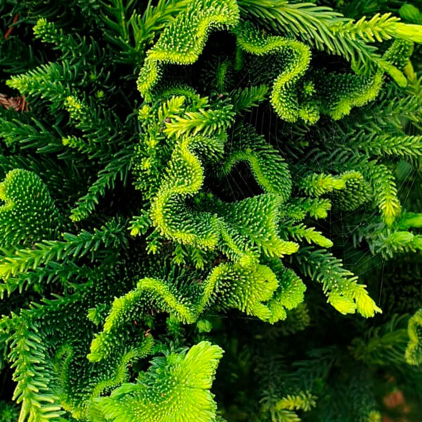 cryptomeria japonica cristata