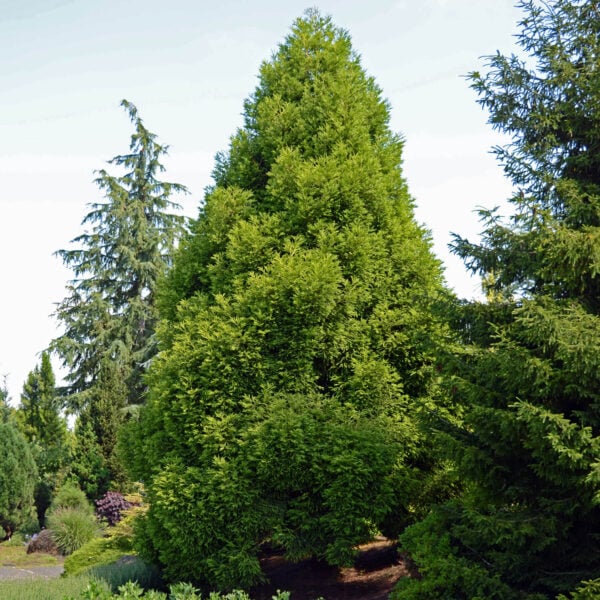 Cryptomeria japonica 'Spiralis' Japanese Cedar