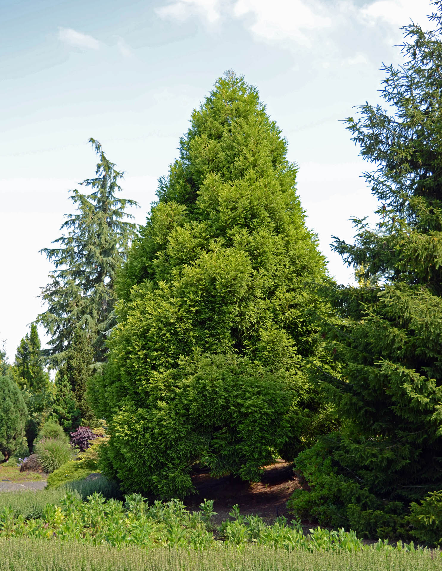 cryptomeria japonica spiralis