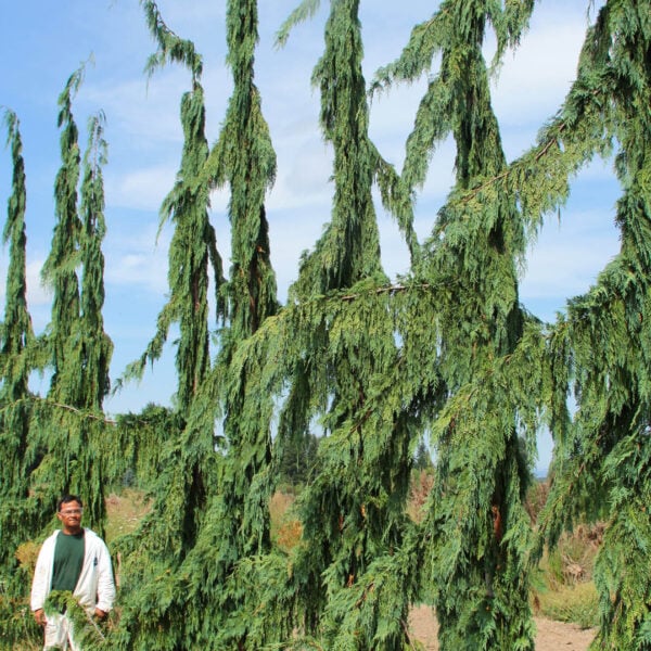 Cupressus nootkatensis 'Green Arrow' Alaskan Cedar
