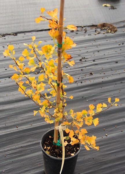 Ginkgo biloba ‘Anny’s Dwarf’ Maidenhair Tree