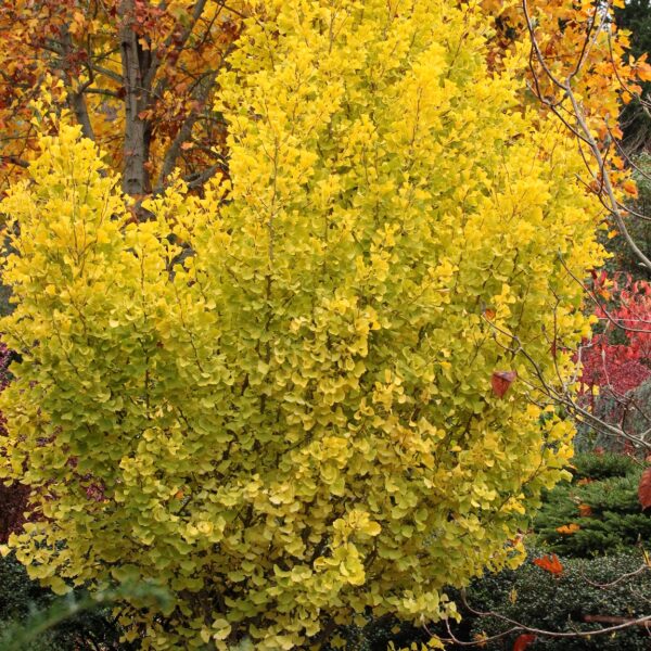 Ginkgo biloba 'Chi chi' Maidenhair Tree