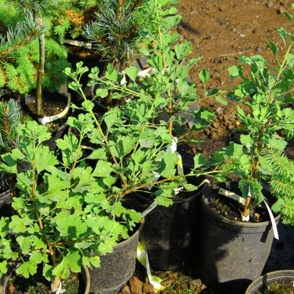 Ginkgo biloba 'Folkert's Select'  Maidenhair Tree