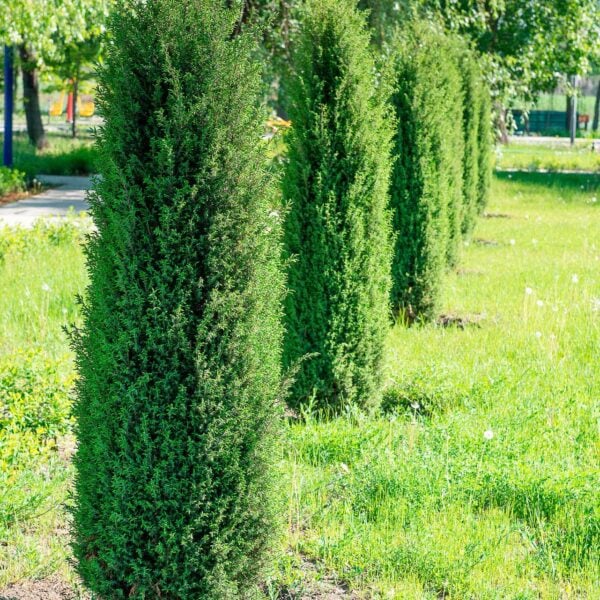 juniperus communis compressa