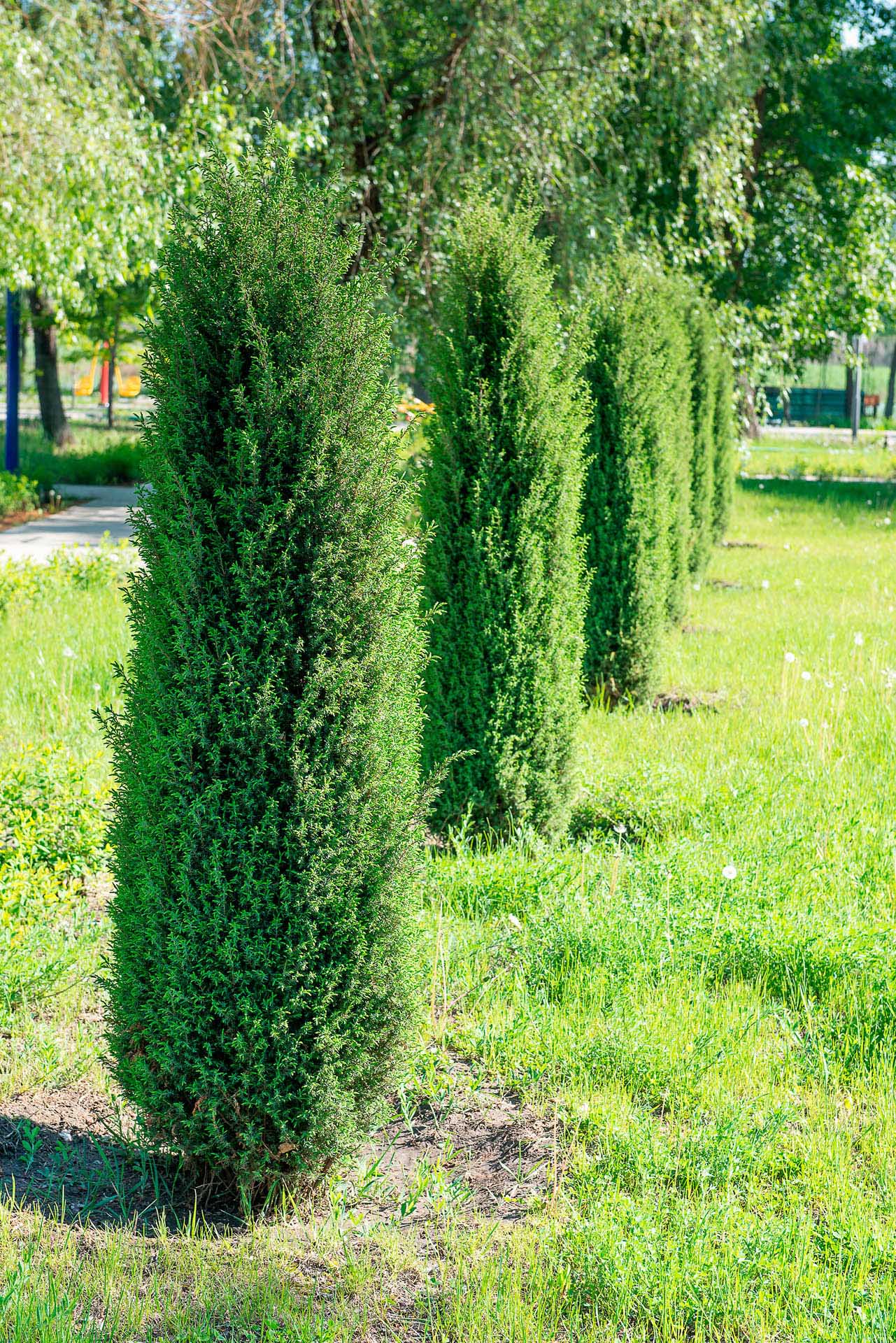 juniperus communis compressa