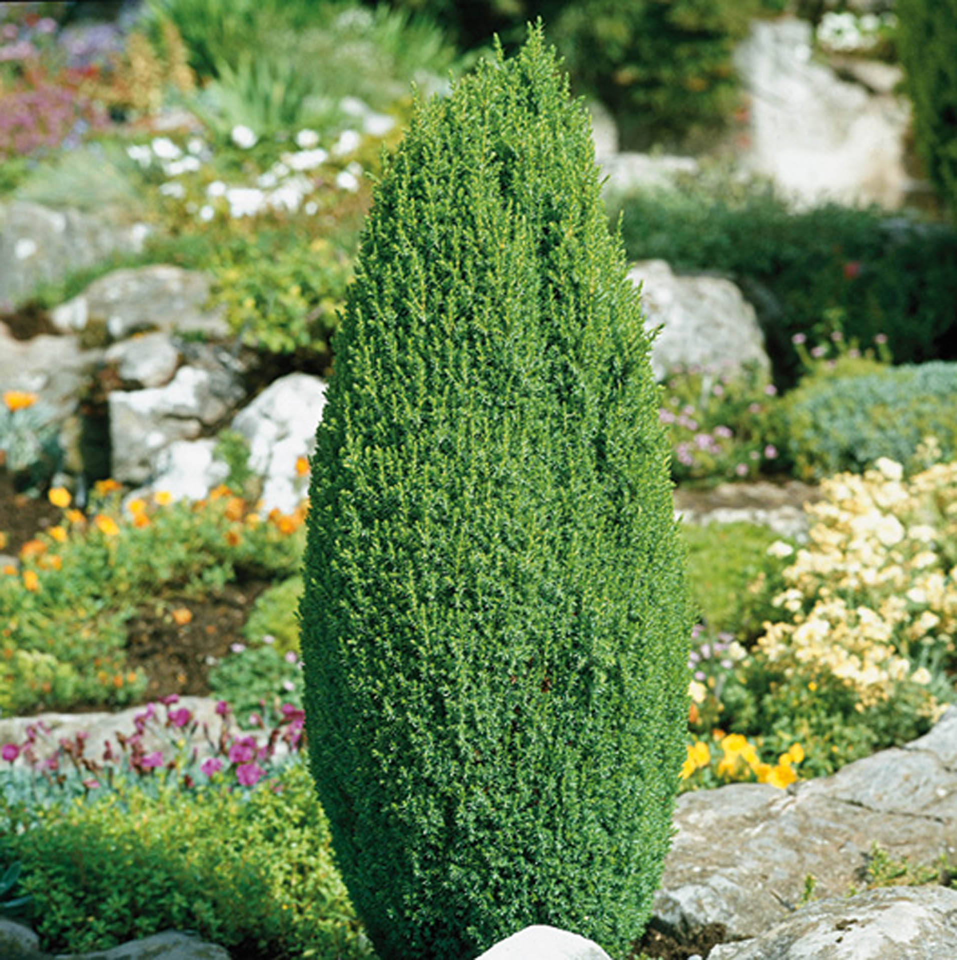 Pencil Point Juniper Tree