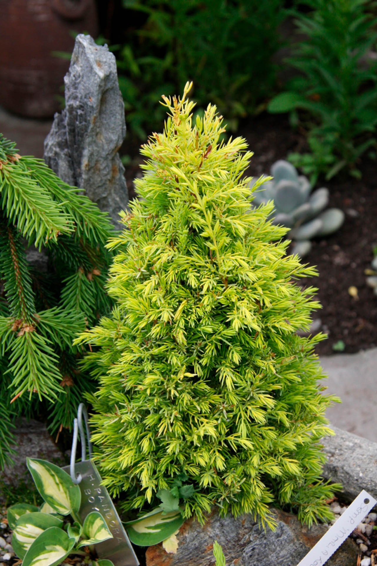 juniperus communis gold cone