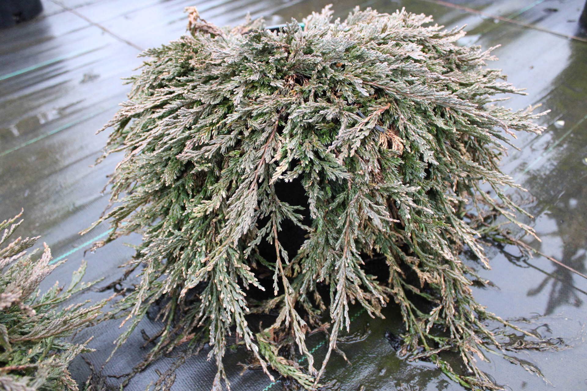 Buy Juniperus horizontalis 'Pancake'Creeping Juniper Conifer Kingdom