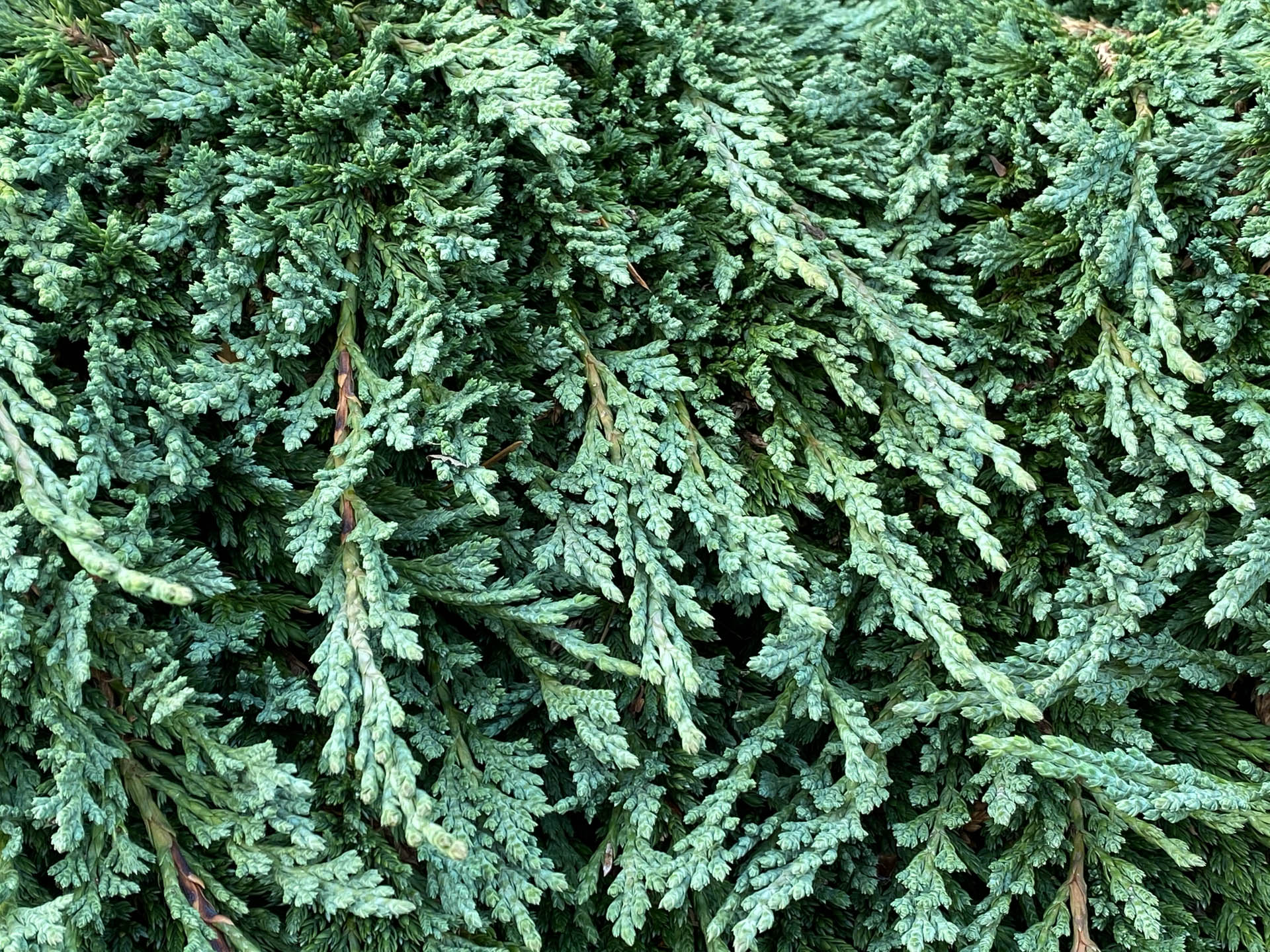 Buy Juniperus horizontalis 'Pancake'Creeping Juniper Conifer Kingdom