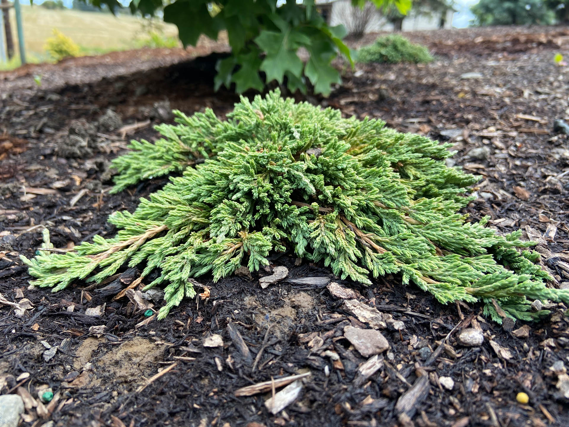 Pancake Juniper | Blue Gray Flat Groundcover Conifer | Conifer Kingdom
