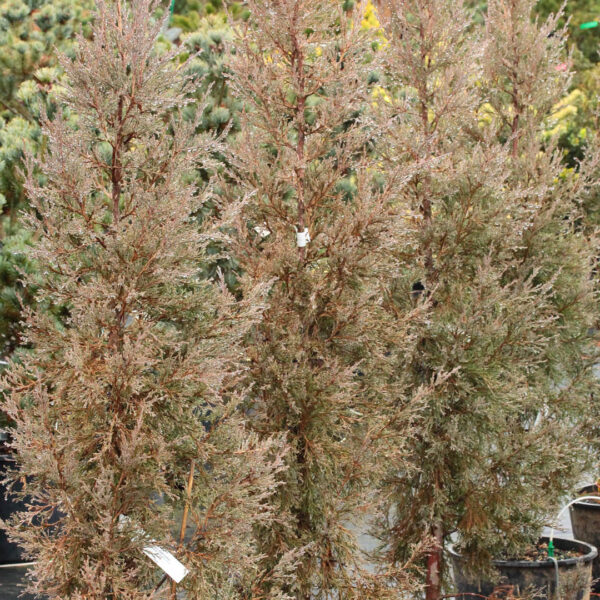 juniperus virginiana taylor