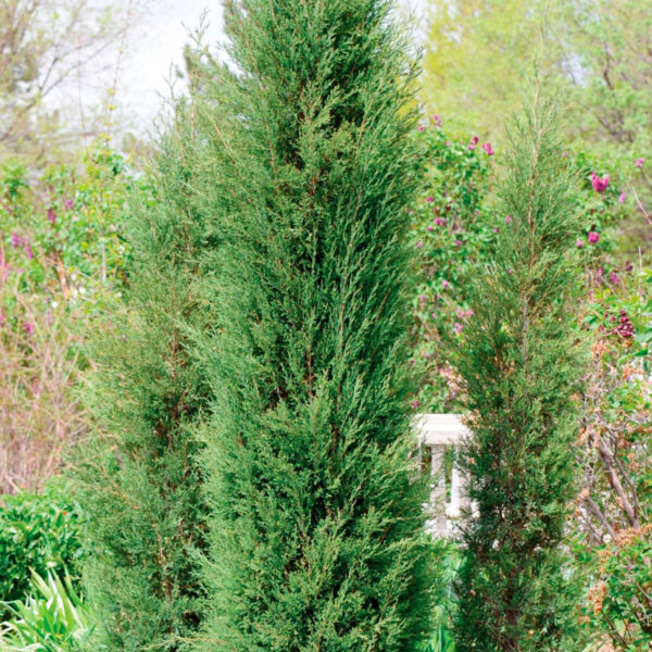 taylor juniper for sale