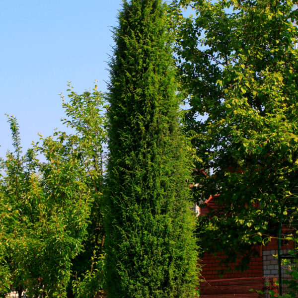 juniperus virginiana taylor