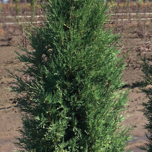 eastern red cedar juniperus virginiana